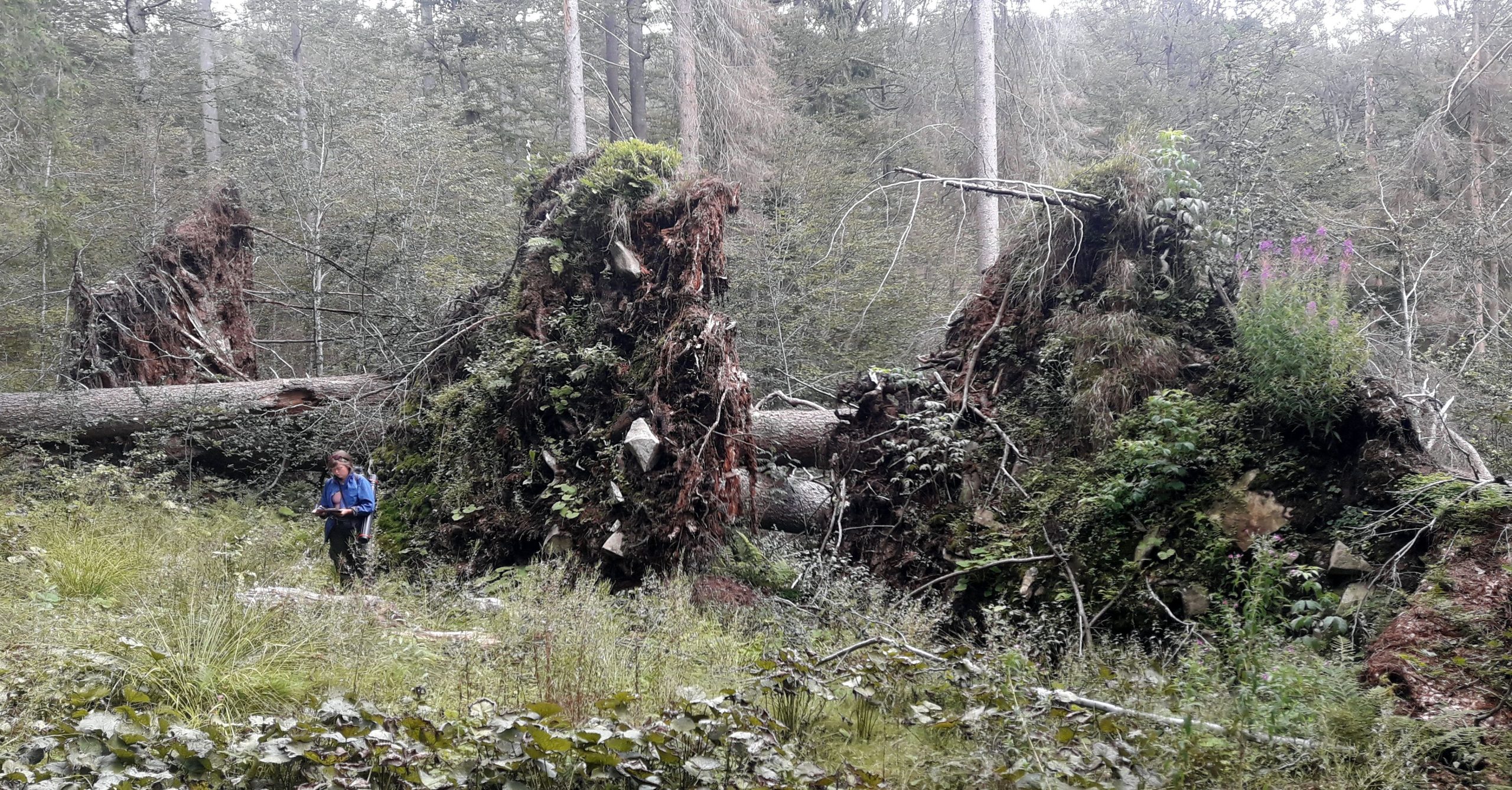 Ocenění za úspěšné vyřešení projektu o schopnosti stromů orat půdu temperátních a tropických pralesů