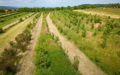 Nový nástroj AgroforesTreeAdvice pomáhá farmářům vybírat vhodné dřeviny pro agrolesnictví