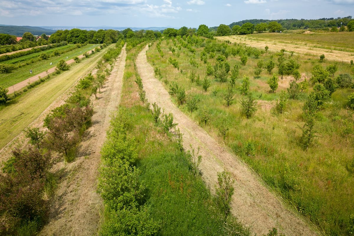 Nový nástroj AgroforesTreeAdvice pomáhá farmářům vybírat vhodné dřeviny pro agrolesnictví