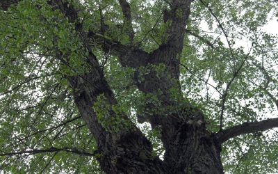 Registrace na workshop: Topol černý a jeho využití ve vodohospodářství a lesnictví