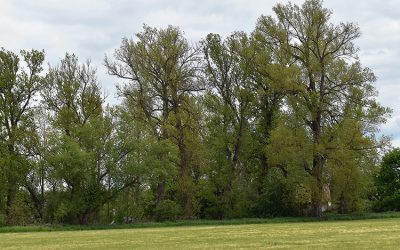 VÚK hostil odborný workshop na téma zachování topolu černého v české krajině