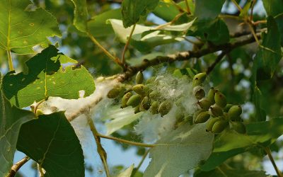 Publikace metody k odlišení topolu černého pro jeho záchranu v české krajině