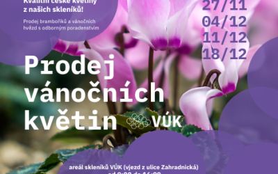 Adventní prodej vánočních květin 2025