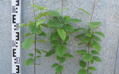 Vědci z VÚKu zachraňují vzácné jeřáby z české přírody
