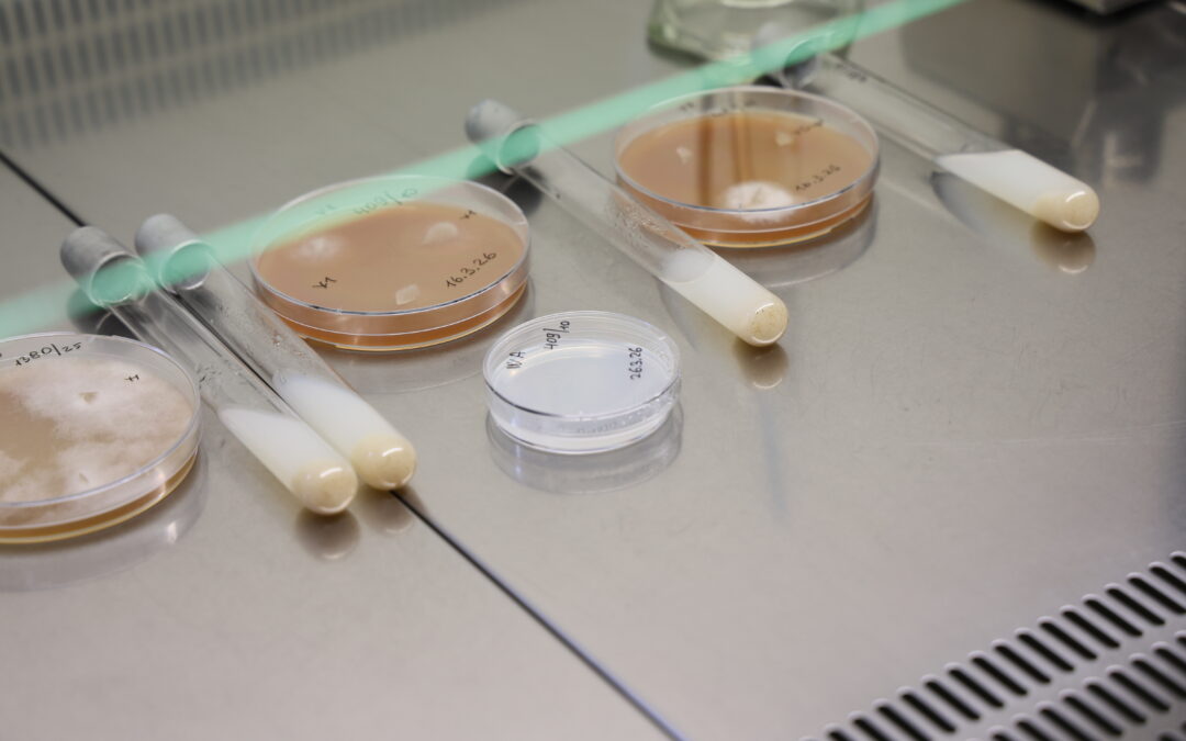 MY JSME VÚK! Rozhovor s Karlem Černým