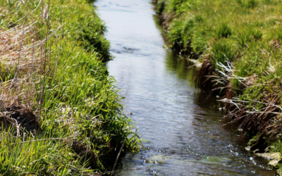 Kvalita vody v šumavských potocích zůstává rizikem pro vzácnou perlorodku říční