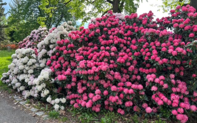 Unikátní sbírka VÚK láká na téměř stoletou tradici šlechtění rododendronů v Průhonicích
